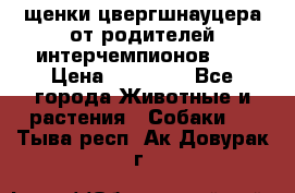 щенки цвергшнауцера от родителей интерчемпионов,   › Цена ­ 35 000 - Все города Животные и растения » Собаки   . Тыва респ.,Ак-Довурак г.